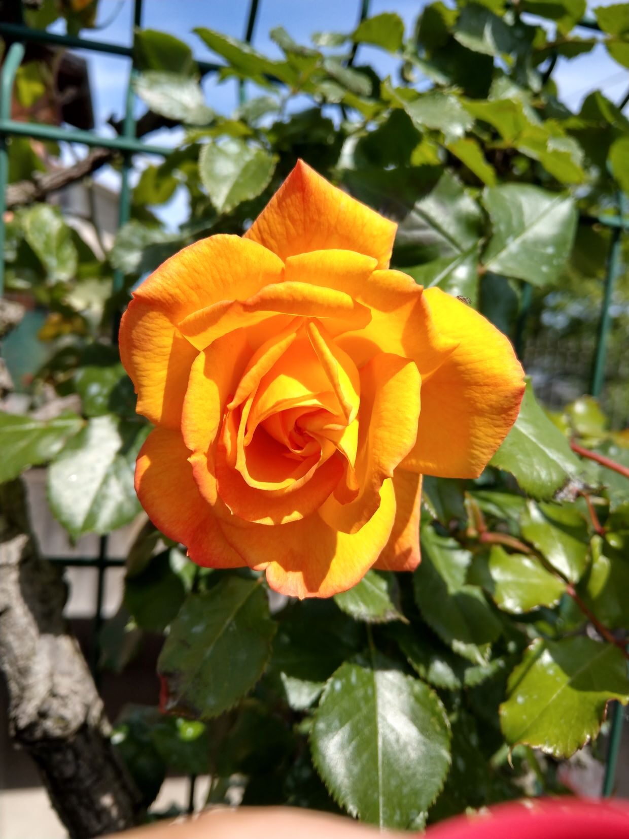 La Rosa
