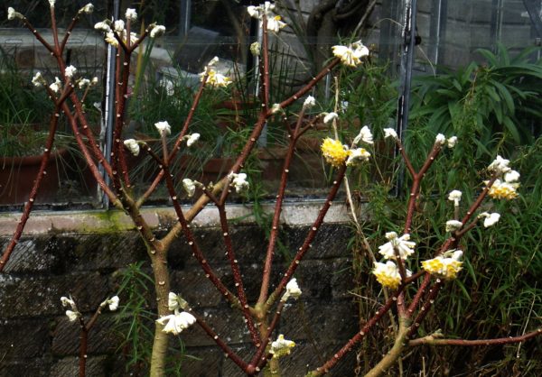 Il mio giardino