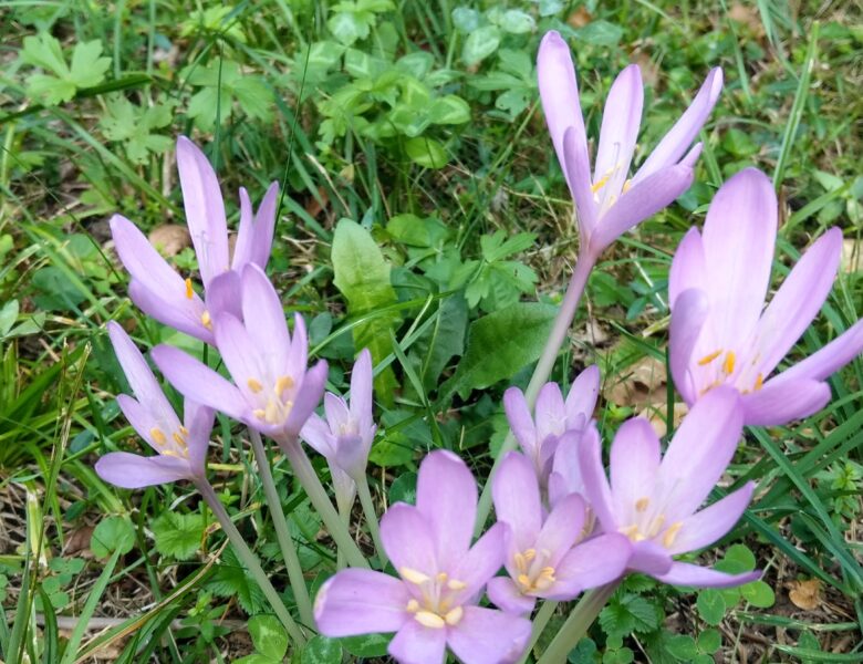 In piedi, signori, davanti a una donna.