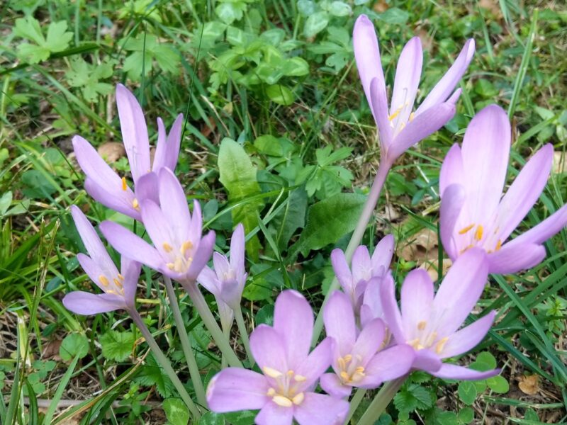 In piedi, signori, davanti a una donna.